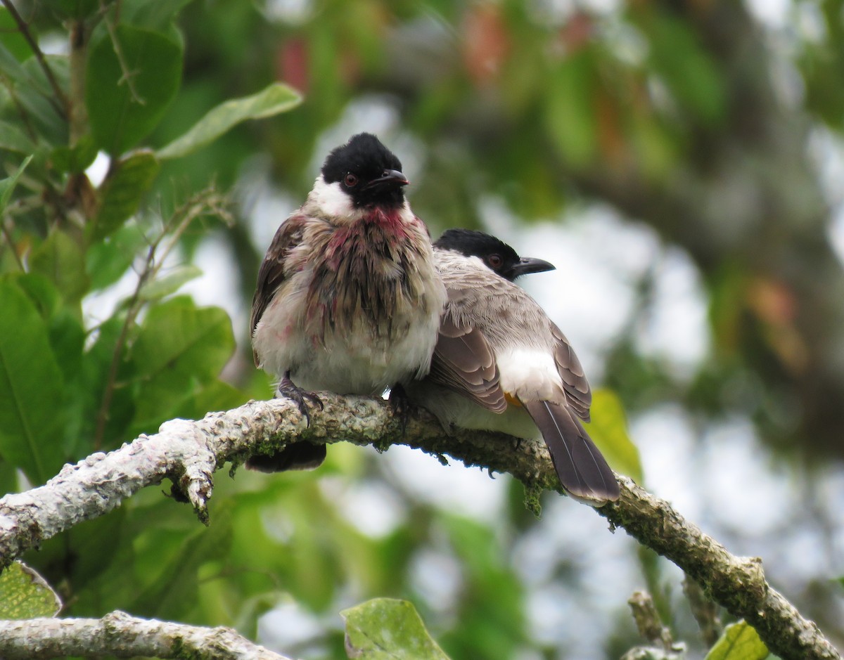 白喉紅臀鵯 - ML645281052