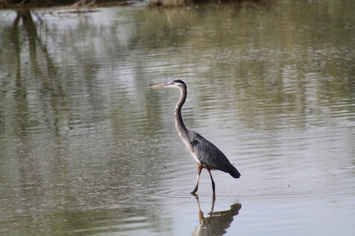 Great Blue Heron (Great Blue) - ML645281053