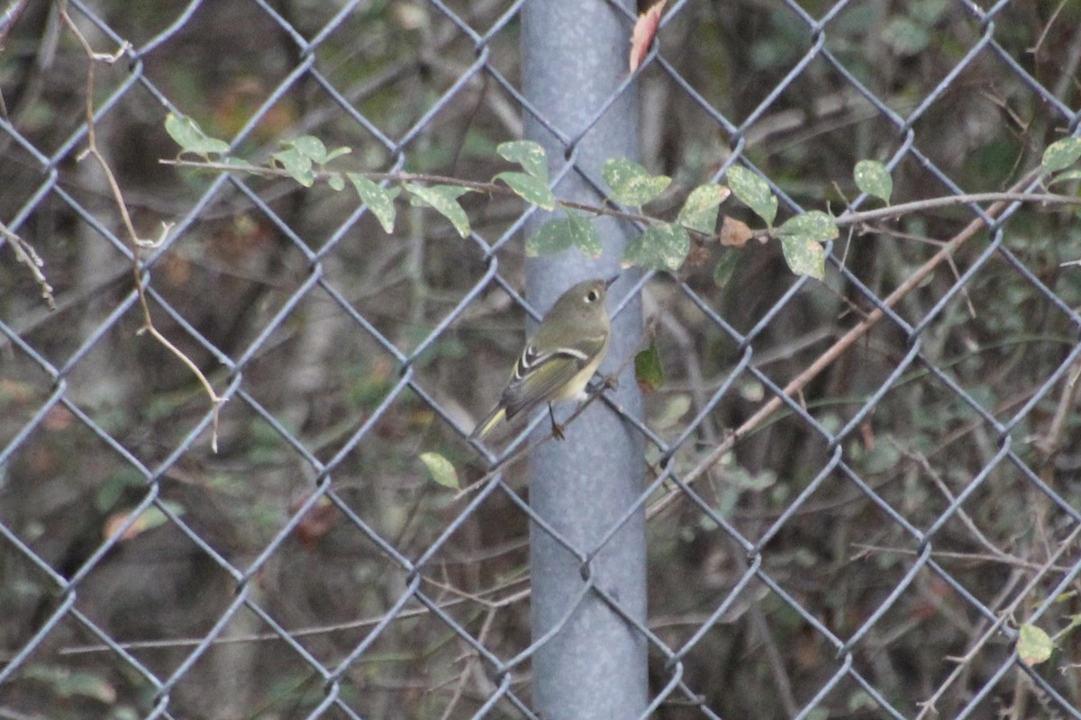 Ruby-crowned Kinglet - ML645281060