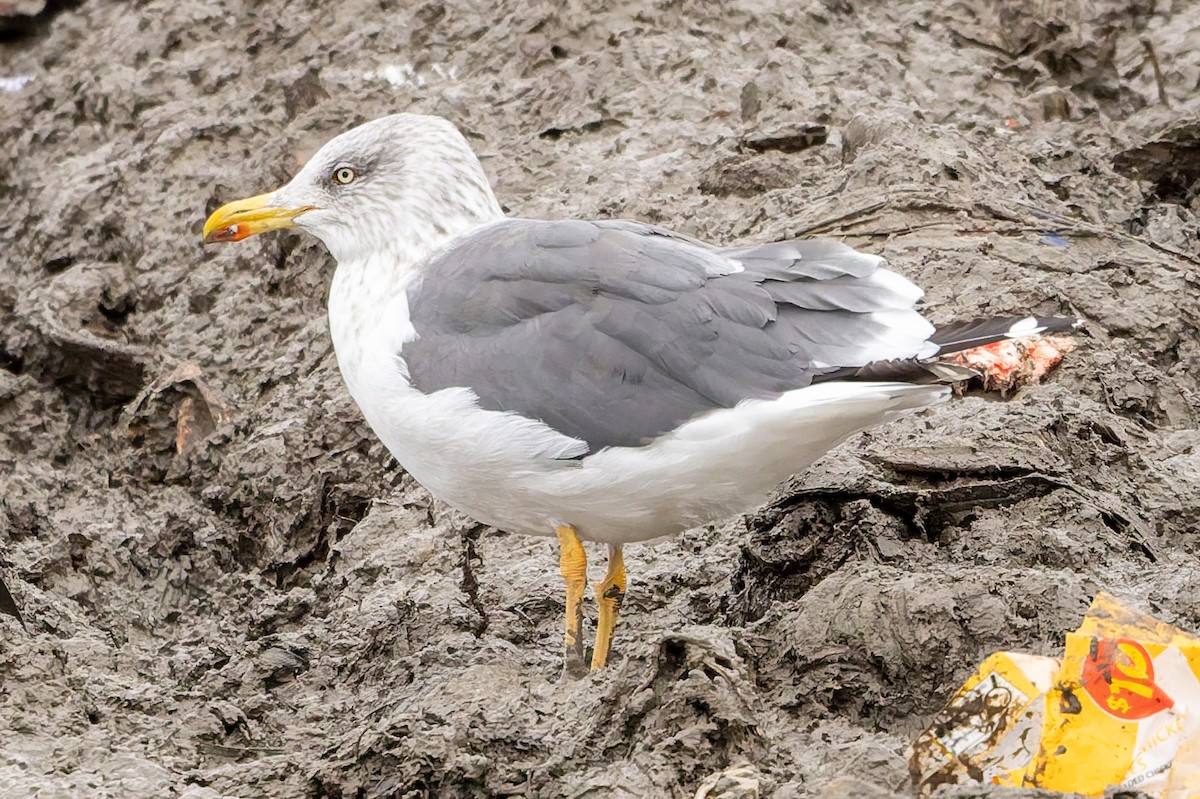 小黑背鷗 - ML645281063