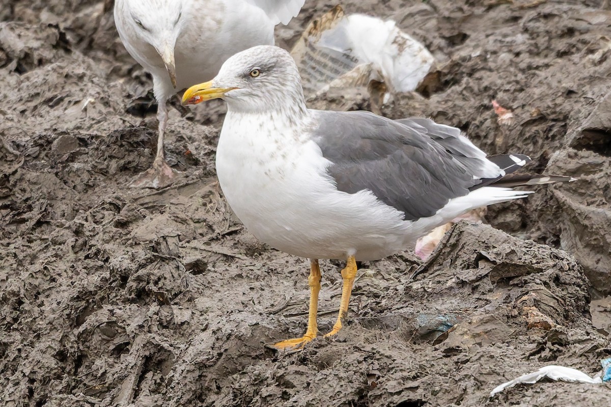 小黑背鷗 - ML645281066