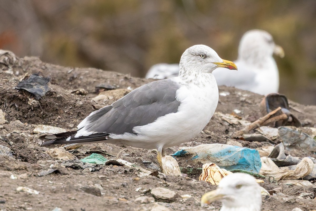 小黑背鷗 - ML645281071