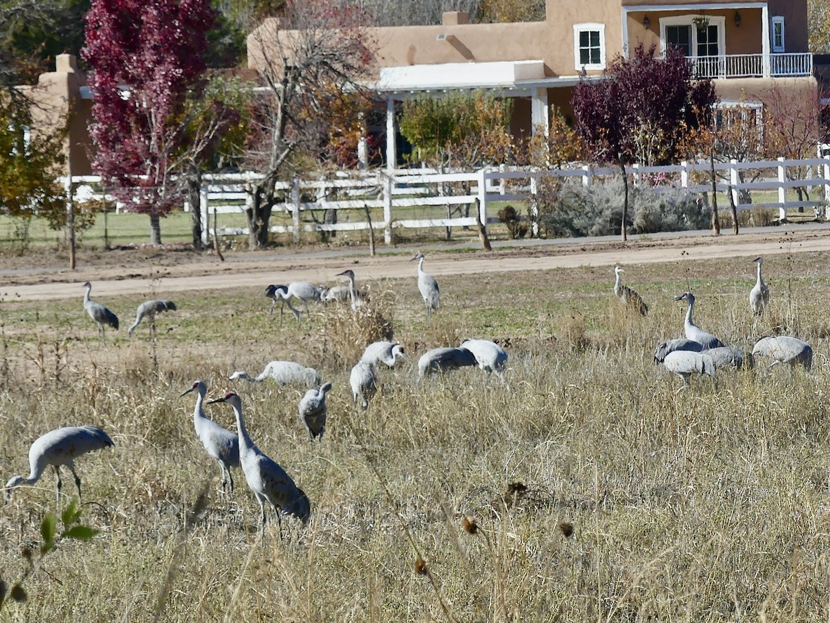 Sandhill Crane - ML645281073