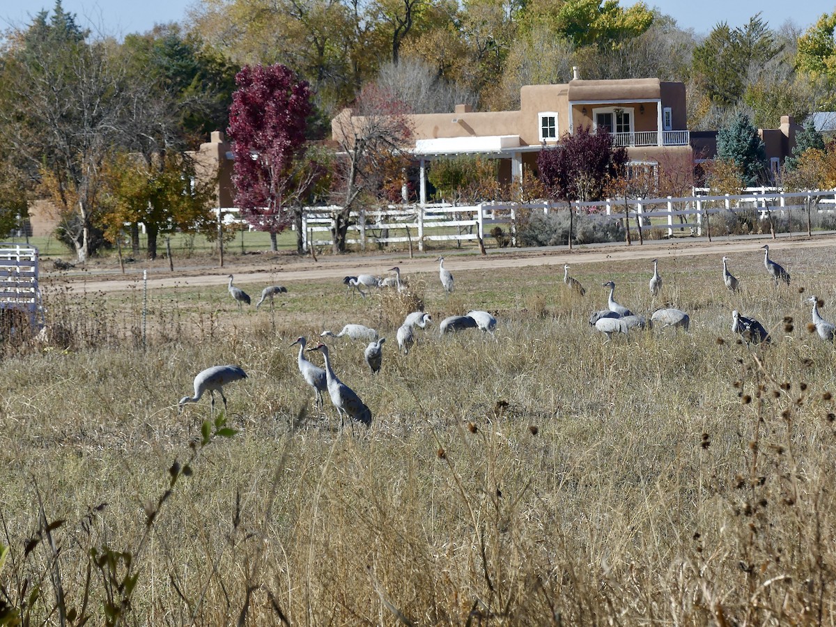 Sandhill Crane - ML645281074