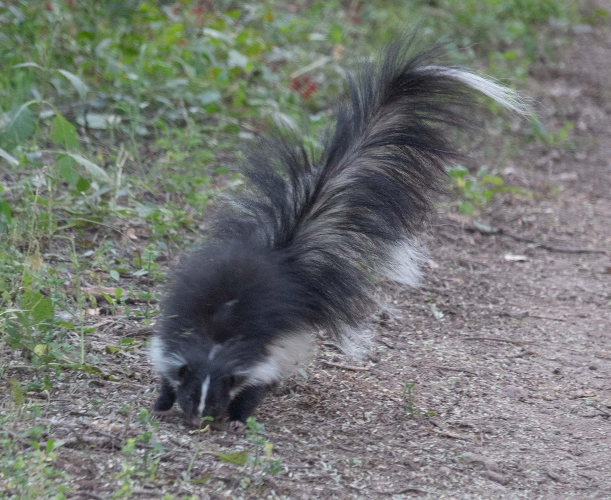 Arizona Striped Skunk - ML645281075