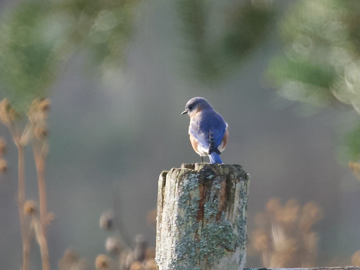 Eastern Bluebird - ML645281098