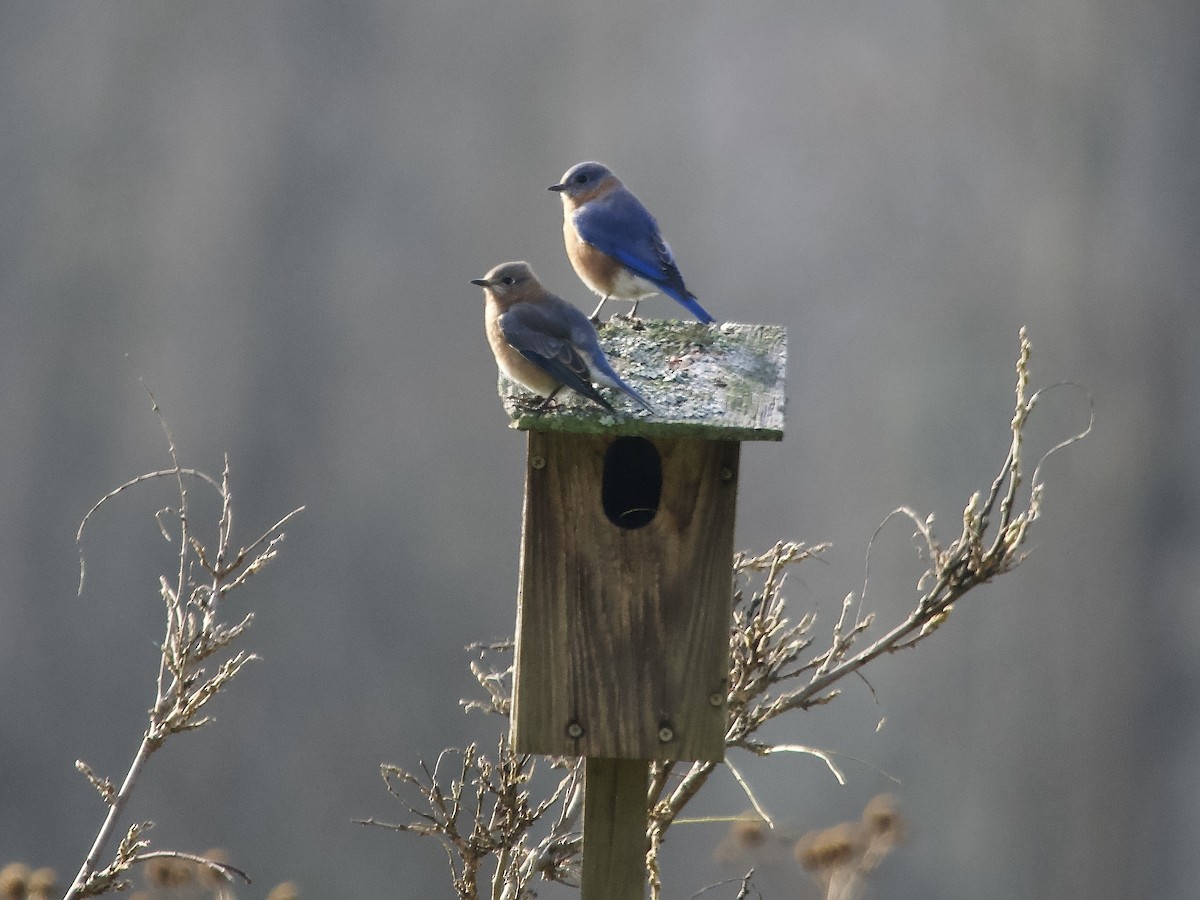 Eastern Bluebird - ML645281099
