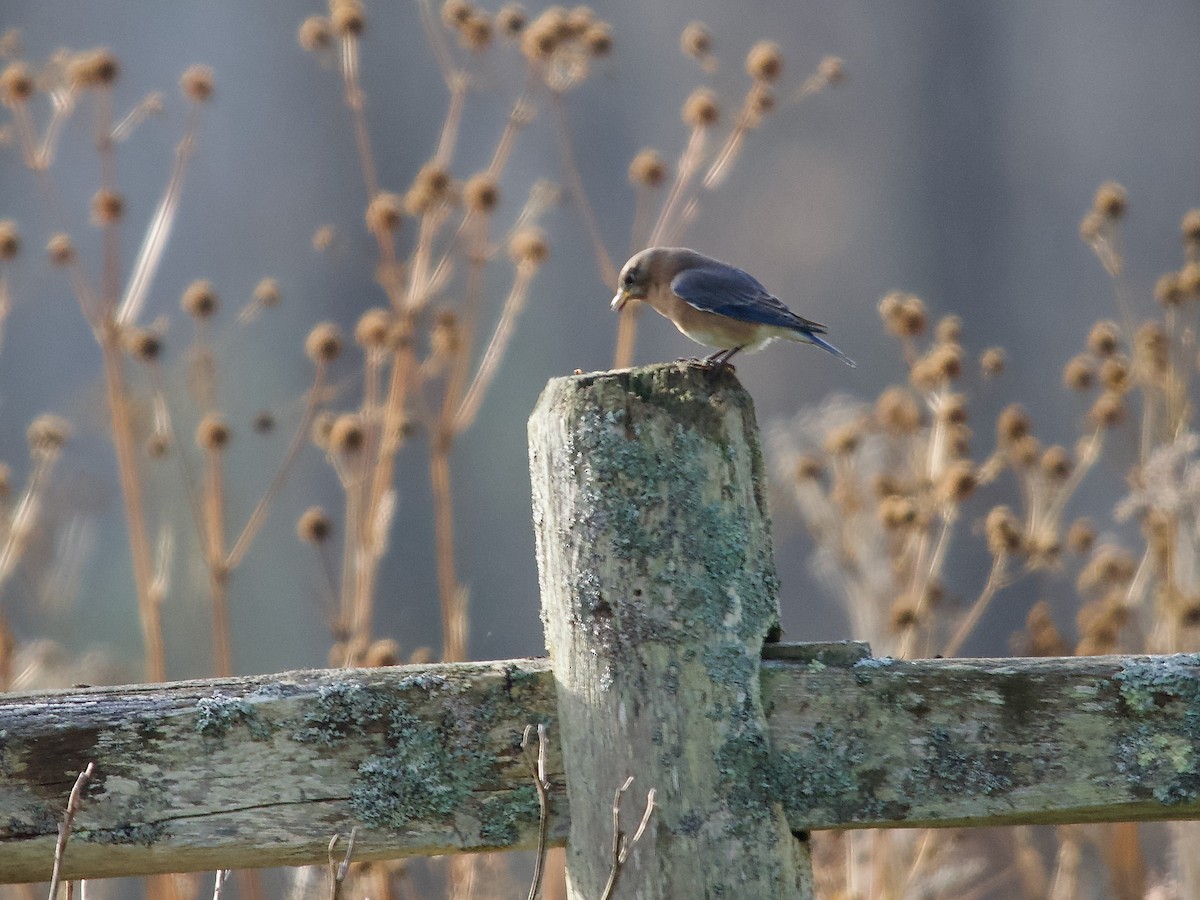 Eastern Bluebird - ML645281100