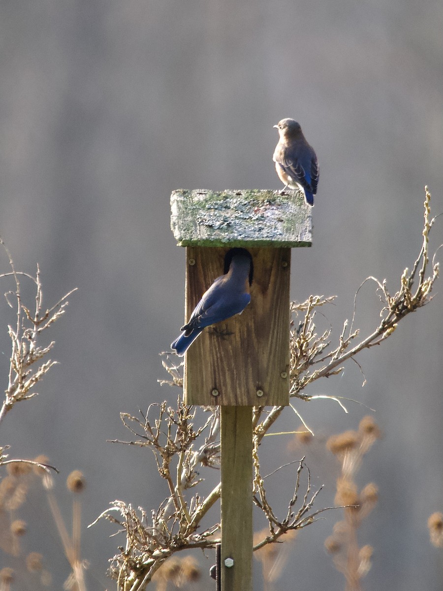 Eastern Bluebird - ML645281101