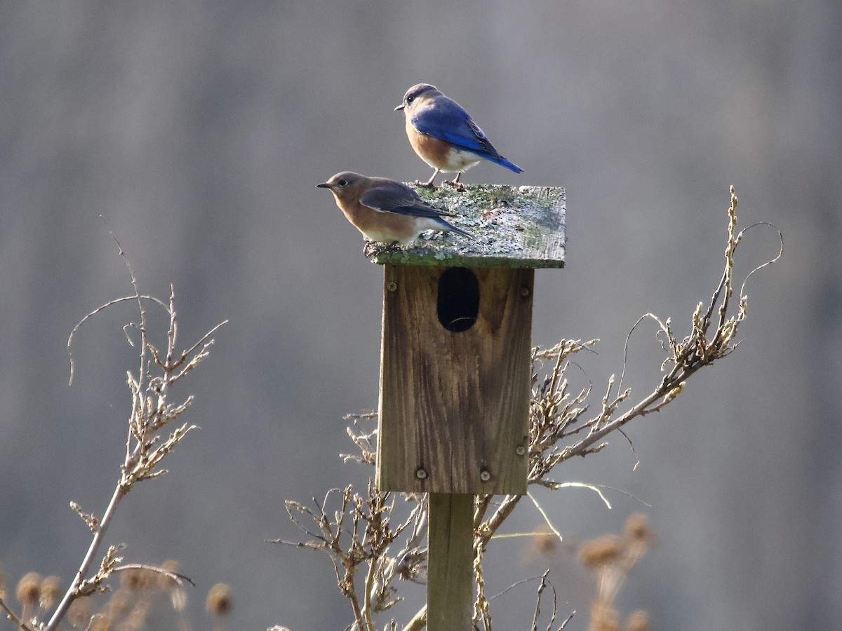 Eastern Bluebird - ML645281102