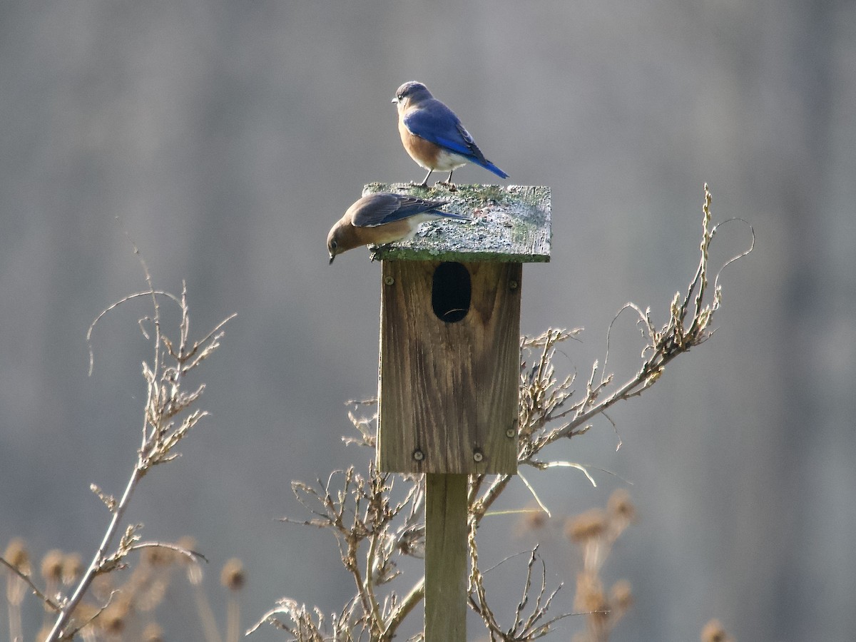 Eastern Bluebird - ML645281103