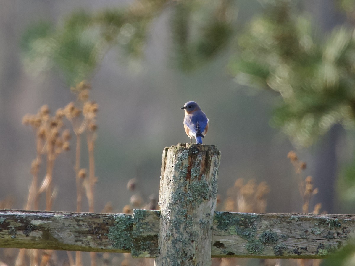 Eastern Bluebird - ML645281104