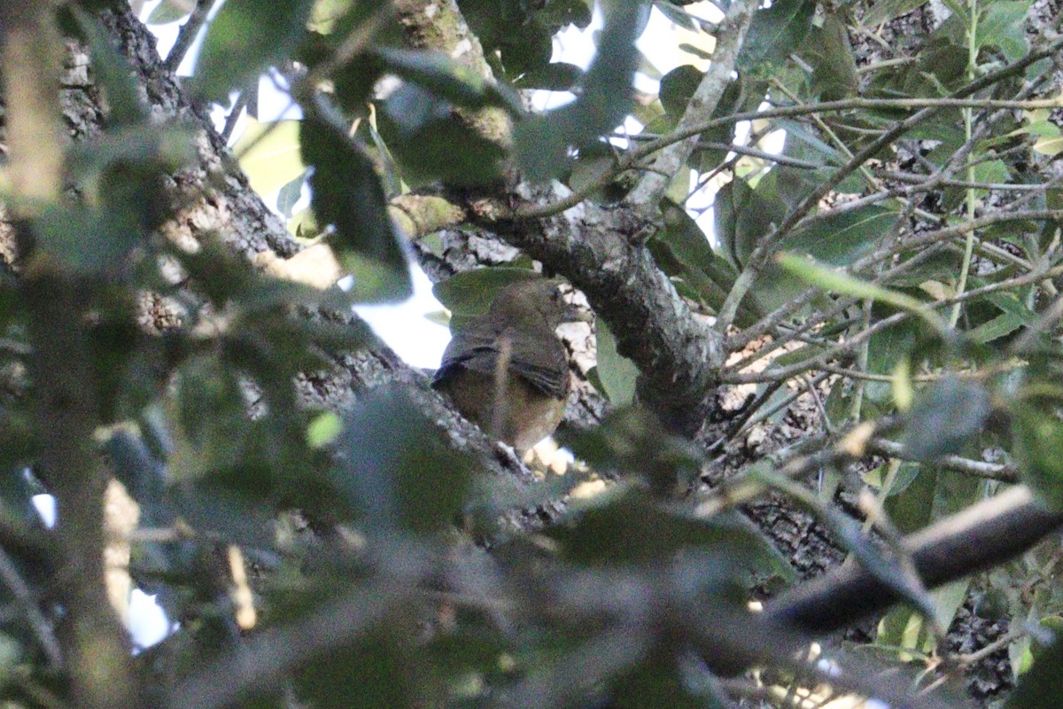 Merle fauve - ML645281105