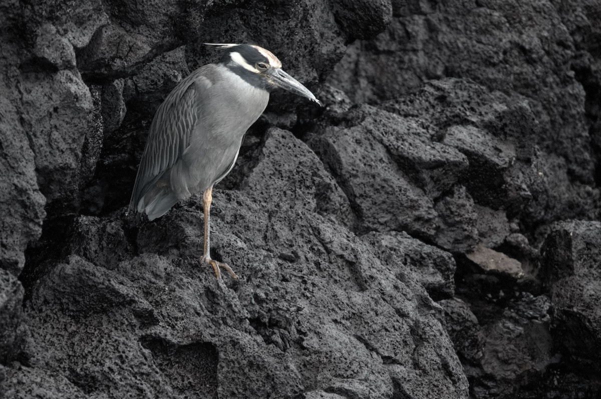 אנפת לילה צהובת-כיפה - ML645281115