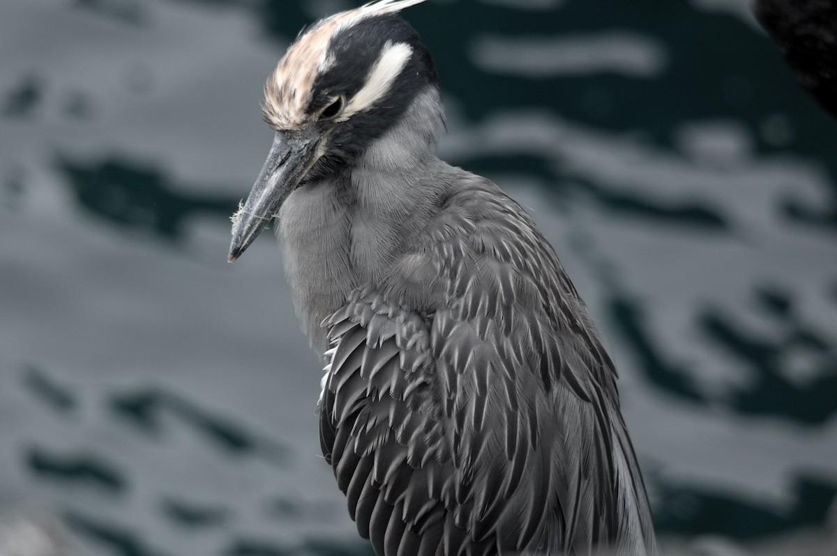 אנפת לילה צהובת-כיפה - ML645281116