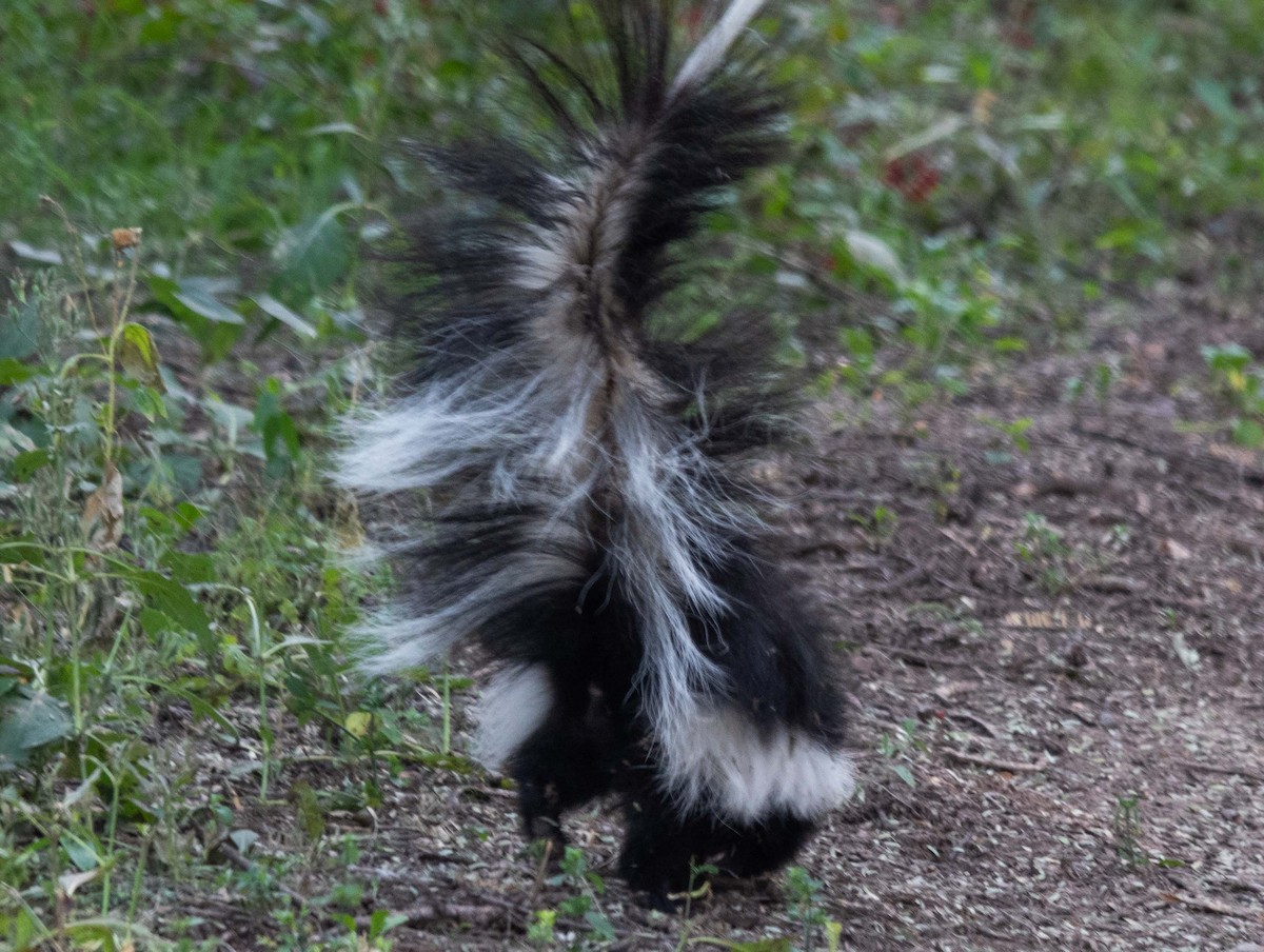 Arizona Striped Skunk - ML645281123