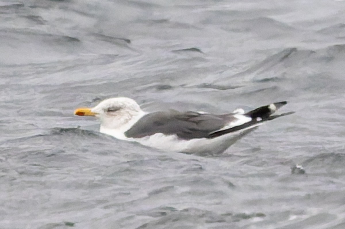 小黑背鷗 - ML645281135