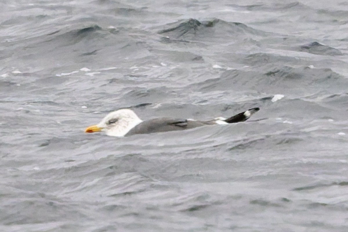 小黑背鷗 - ML645281144