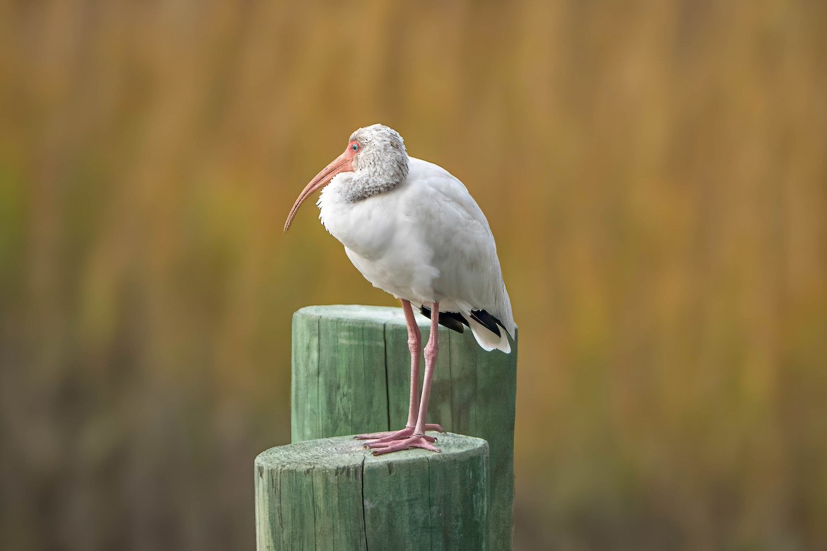 White Ibis - ML645281149