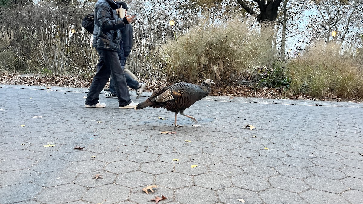 Wild Turkey - ML645281178