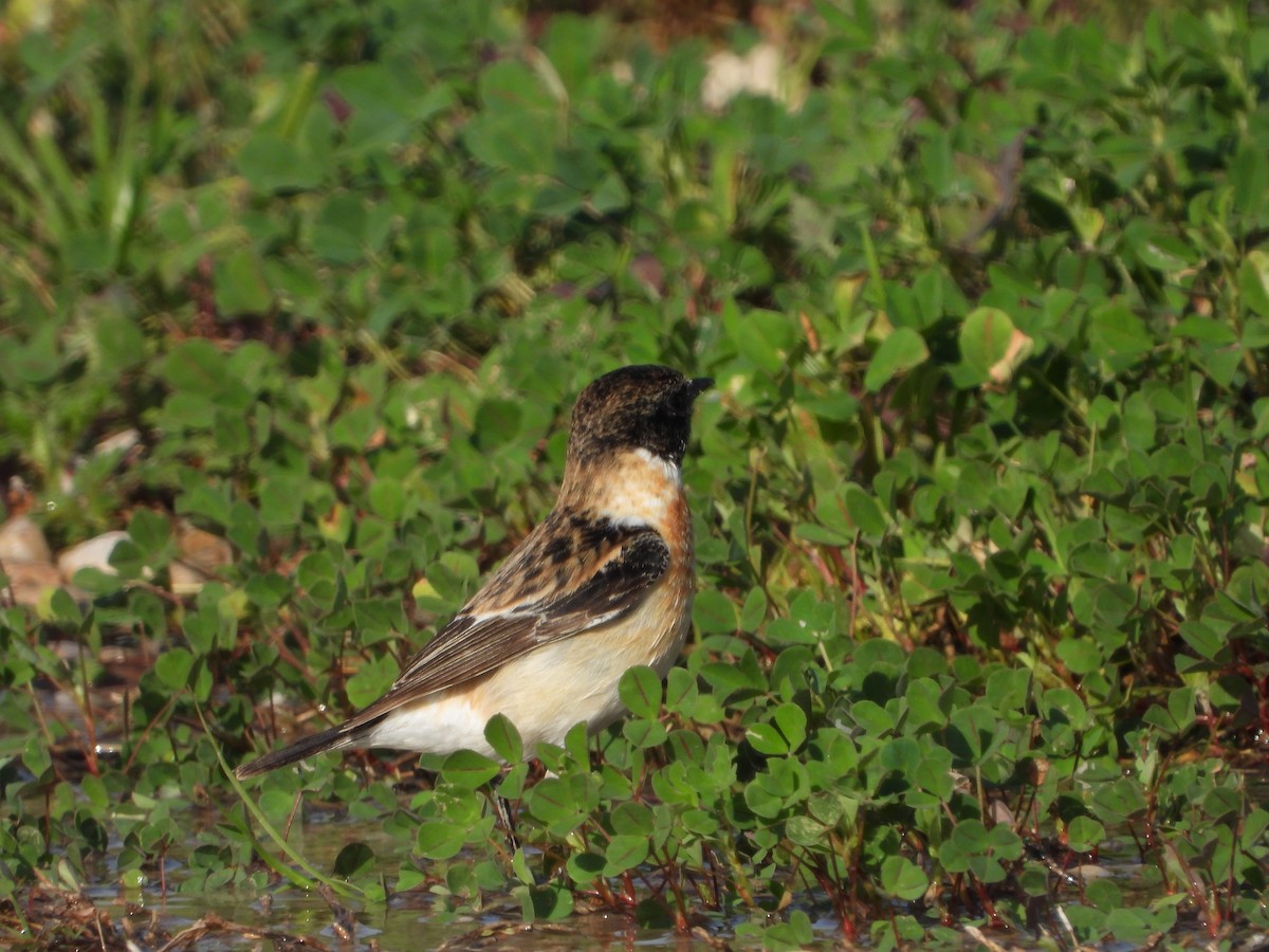 bramborníček sibiřský - ML645281180