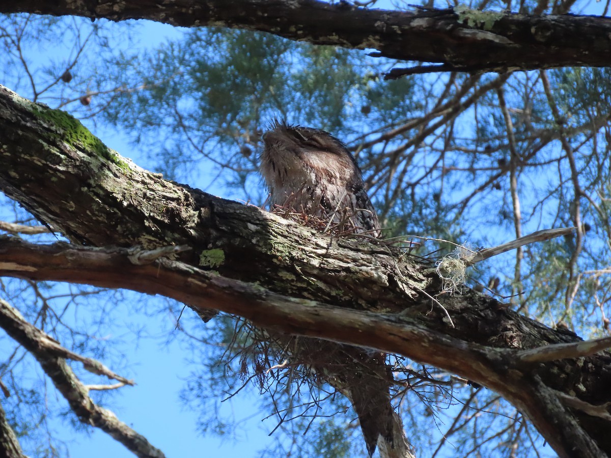 Tawny Frogmouth - ML645281181