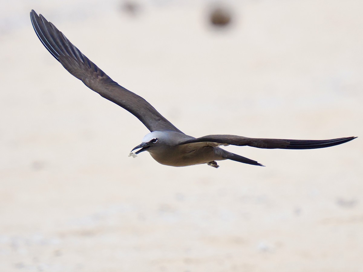 Brown Noddy - ML645281182