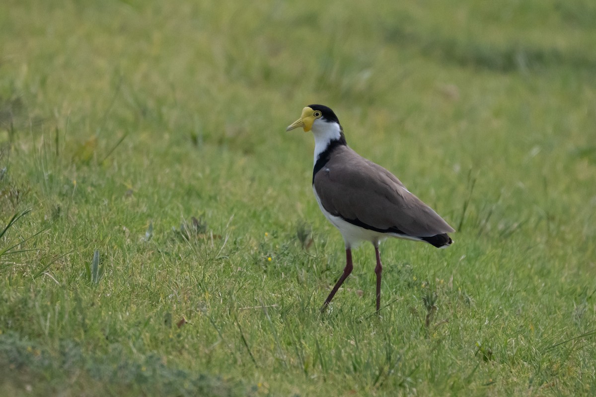 Hegabera maskaraduna - ML645281195