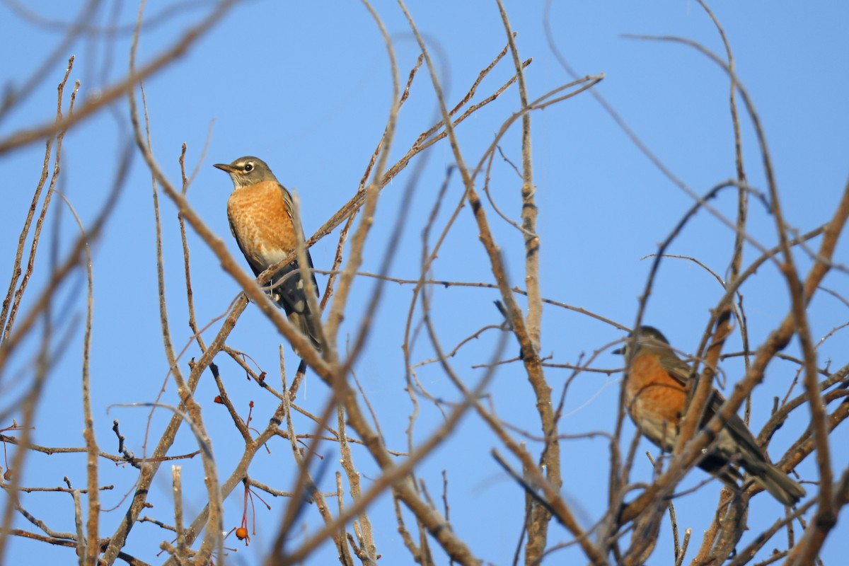 American Robin - ML645281196