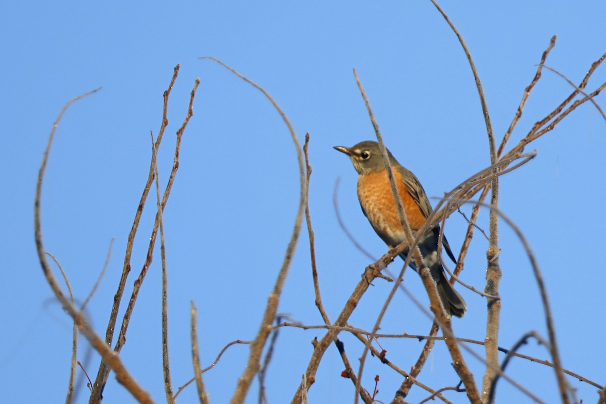 American Robin - ML645281197