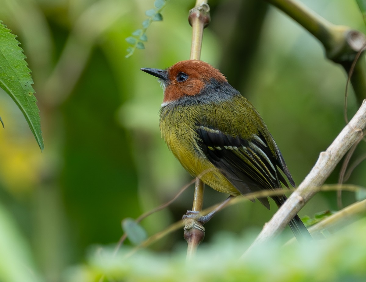 Johnson's Tody-Flycatcher - ML645281201