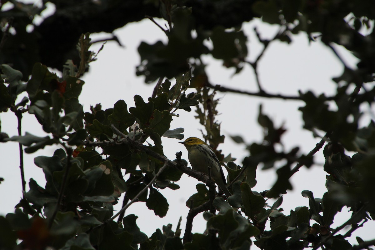 Black-throated Green Warbler - ML645281225
