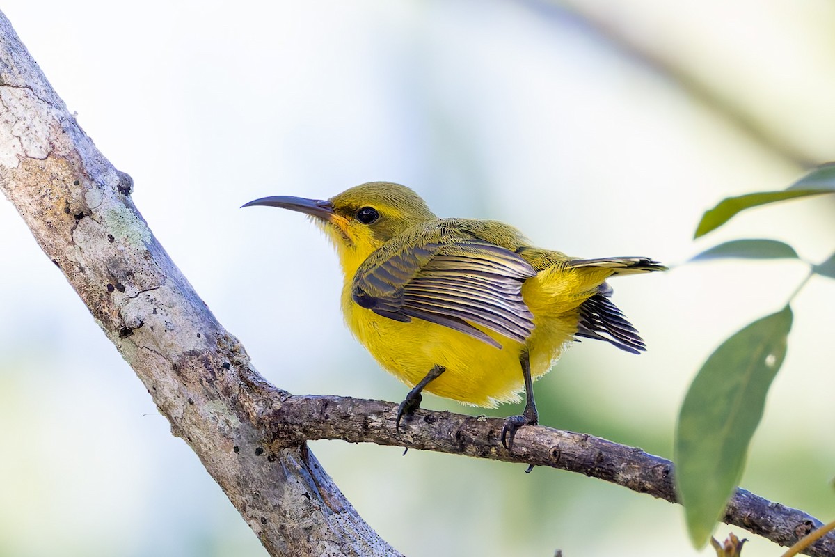 Sahul Sunbird - ML645281233