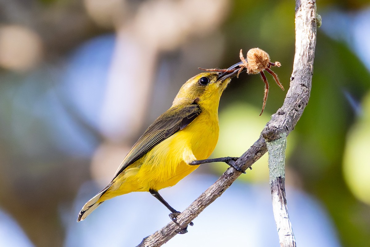 Sahul Sunbird - ML645281234