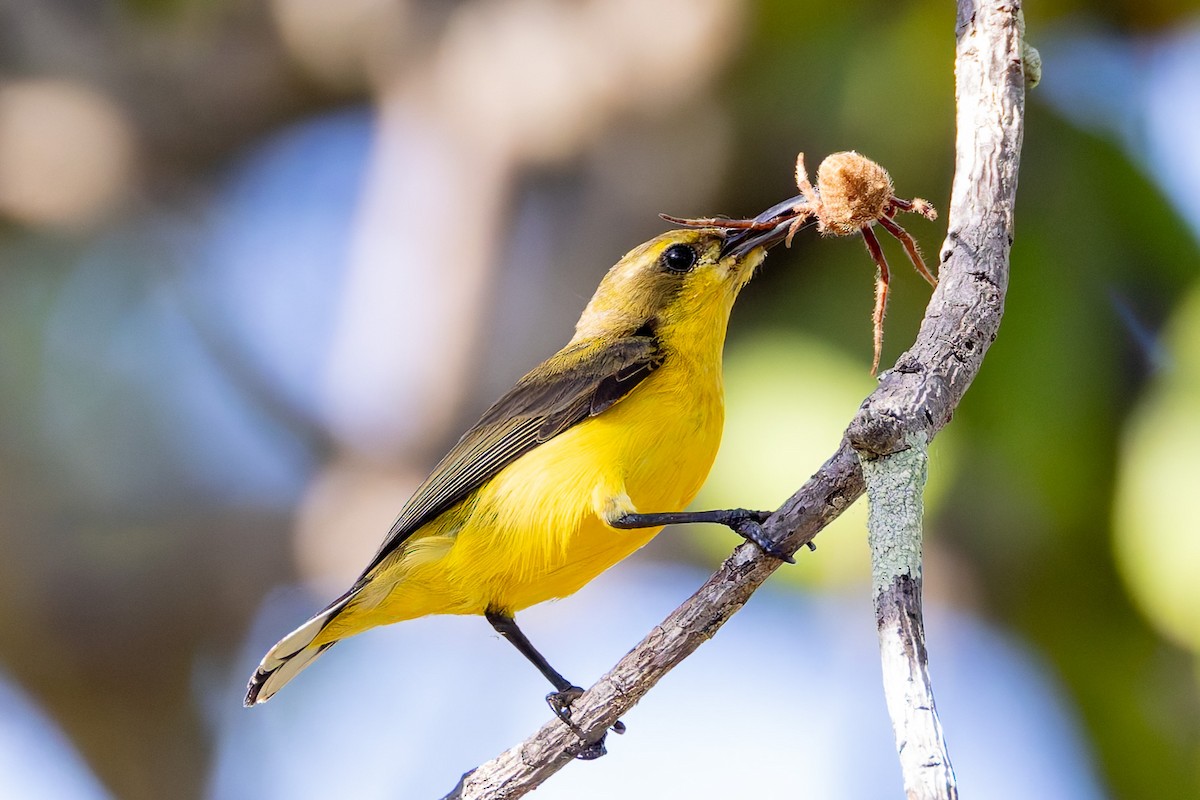 Sahul Sunbird - ML645281235