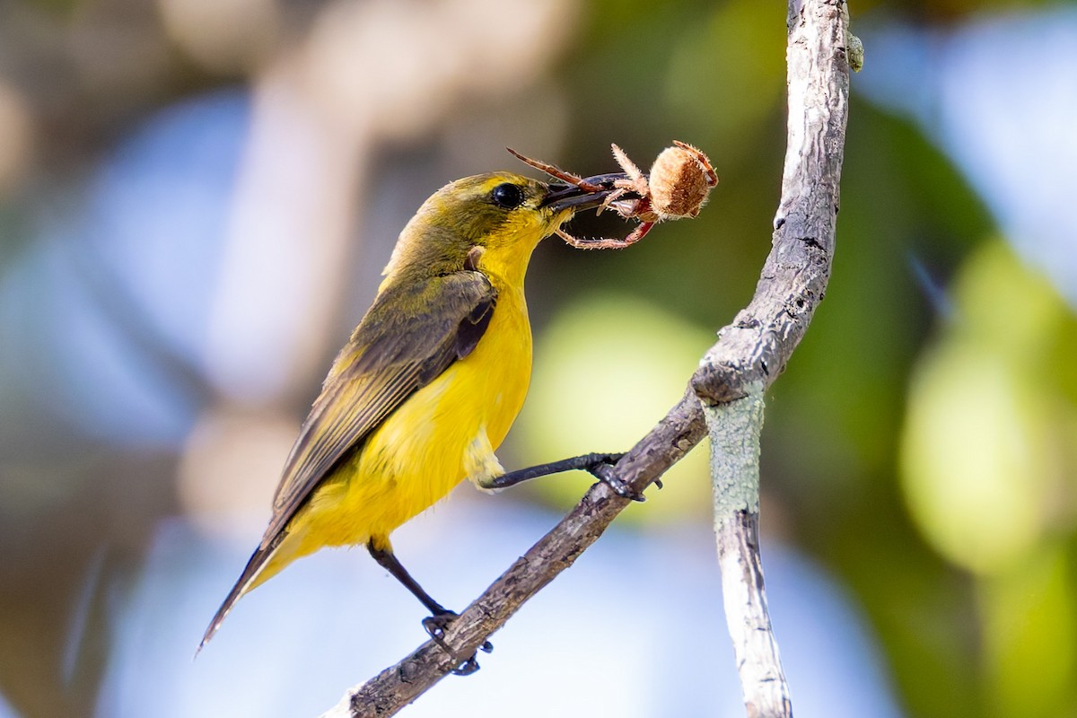 Sahul Sunbird - ML645281236