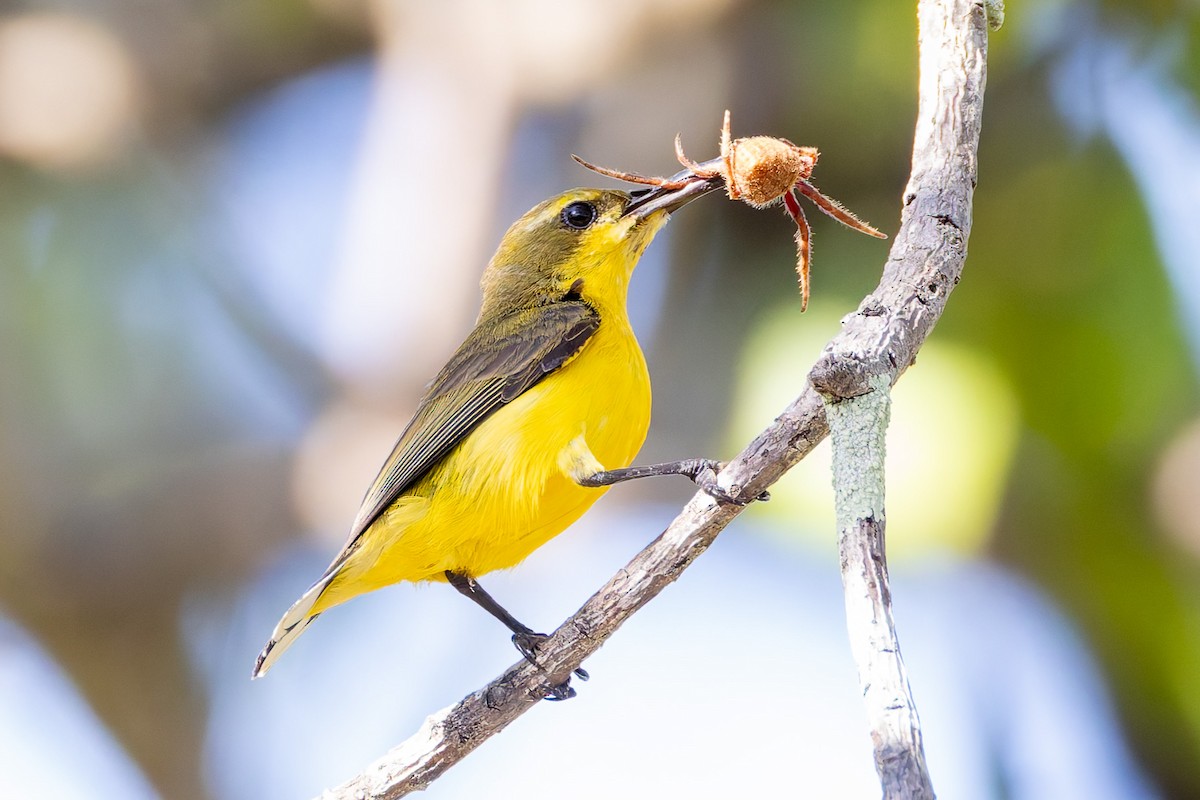 Sahul Sunbird - ML645281237