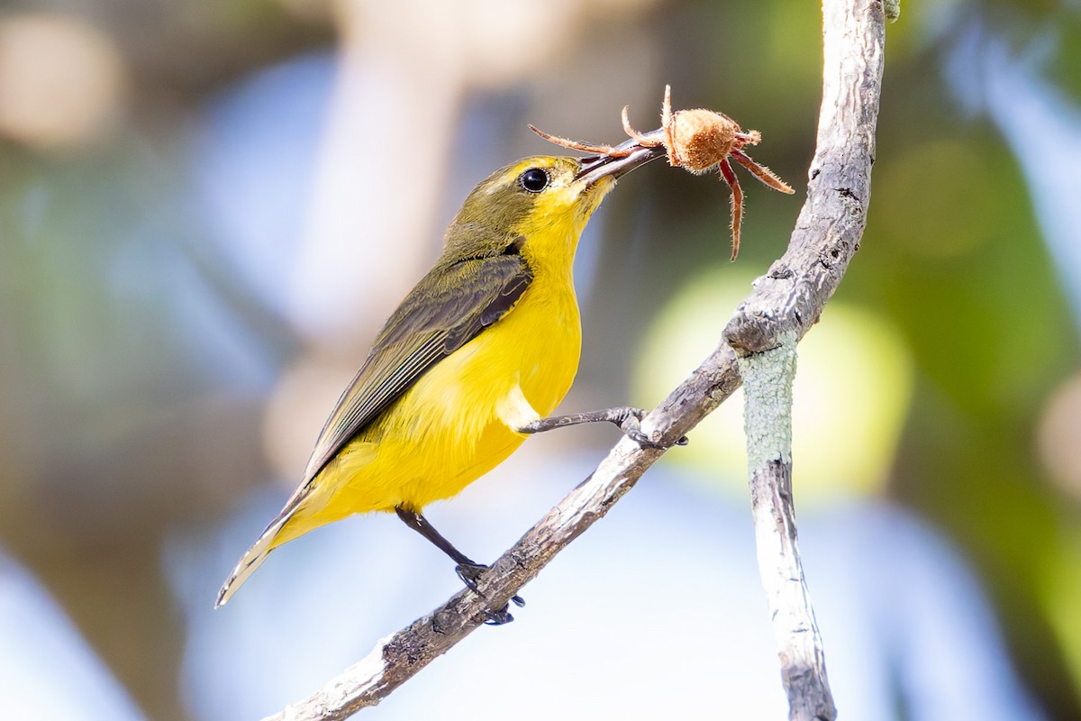 Sahul Sunbird - ML645281238