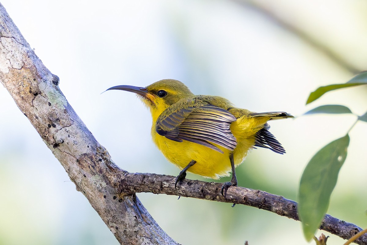 Sahul Sunbird - ML645281239