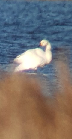 Tundra Swan - ML645281241