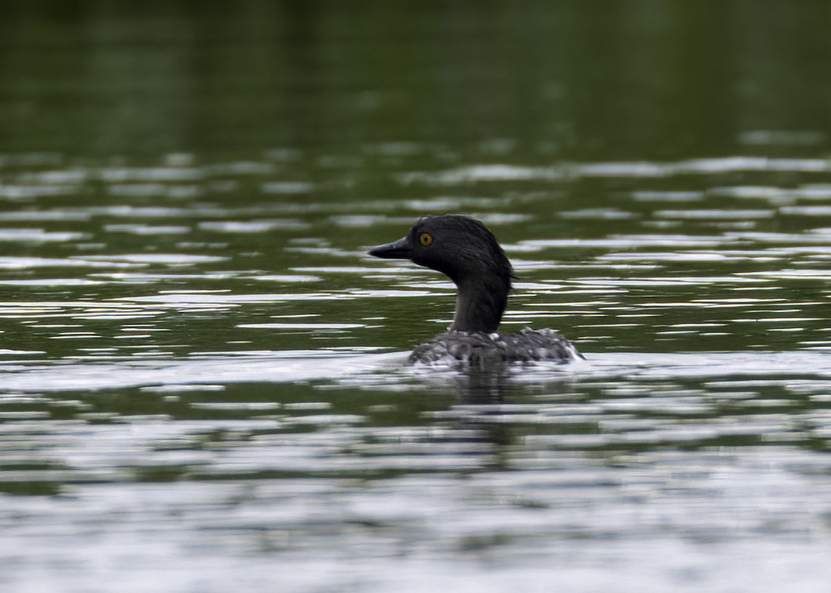 Least Grebe - ML645281242