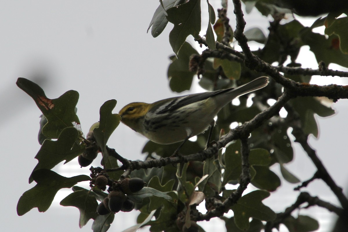 Black-throated Green Warbler - ML645281248