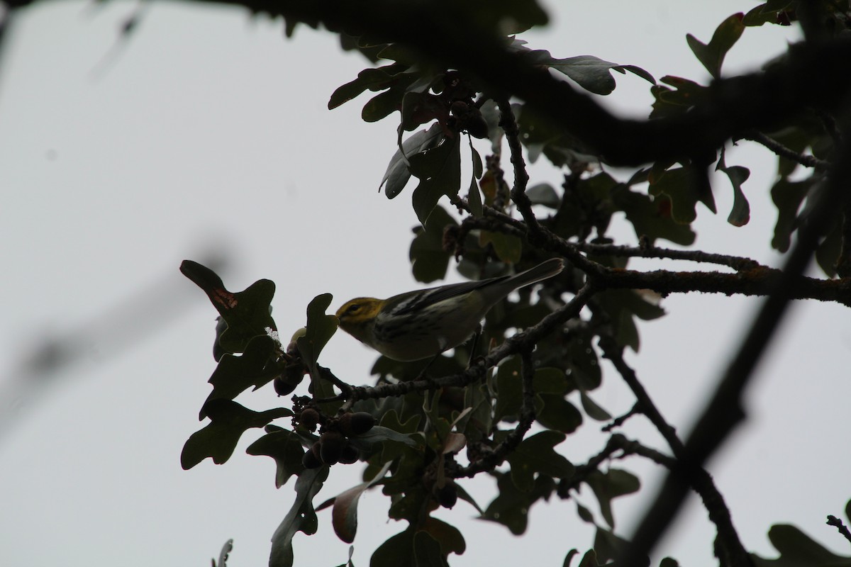 Black-throated Green Warbler - ML645281249