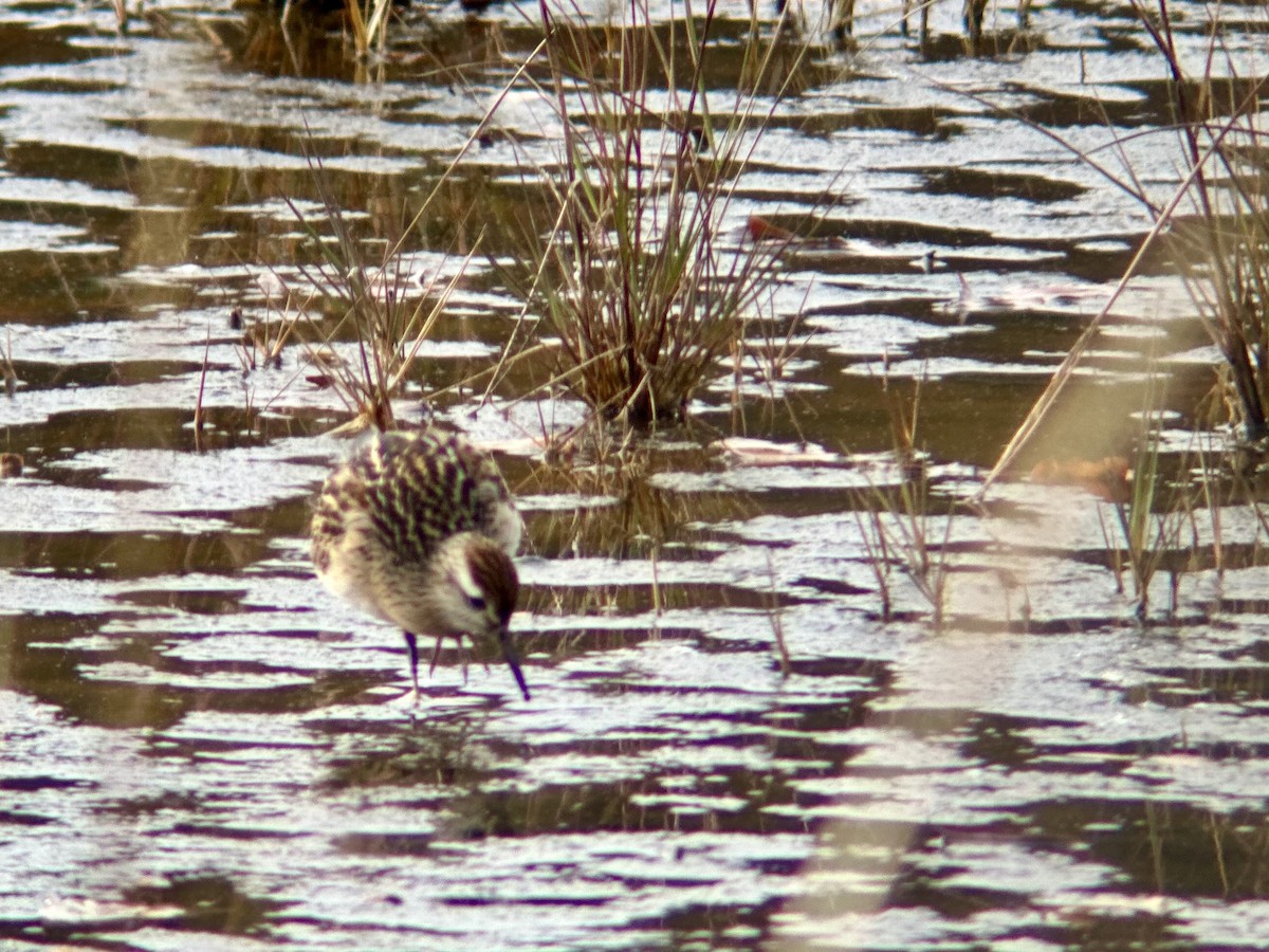 Sharp-tailed Sandpiper - ML645281250