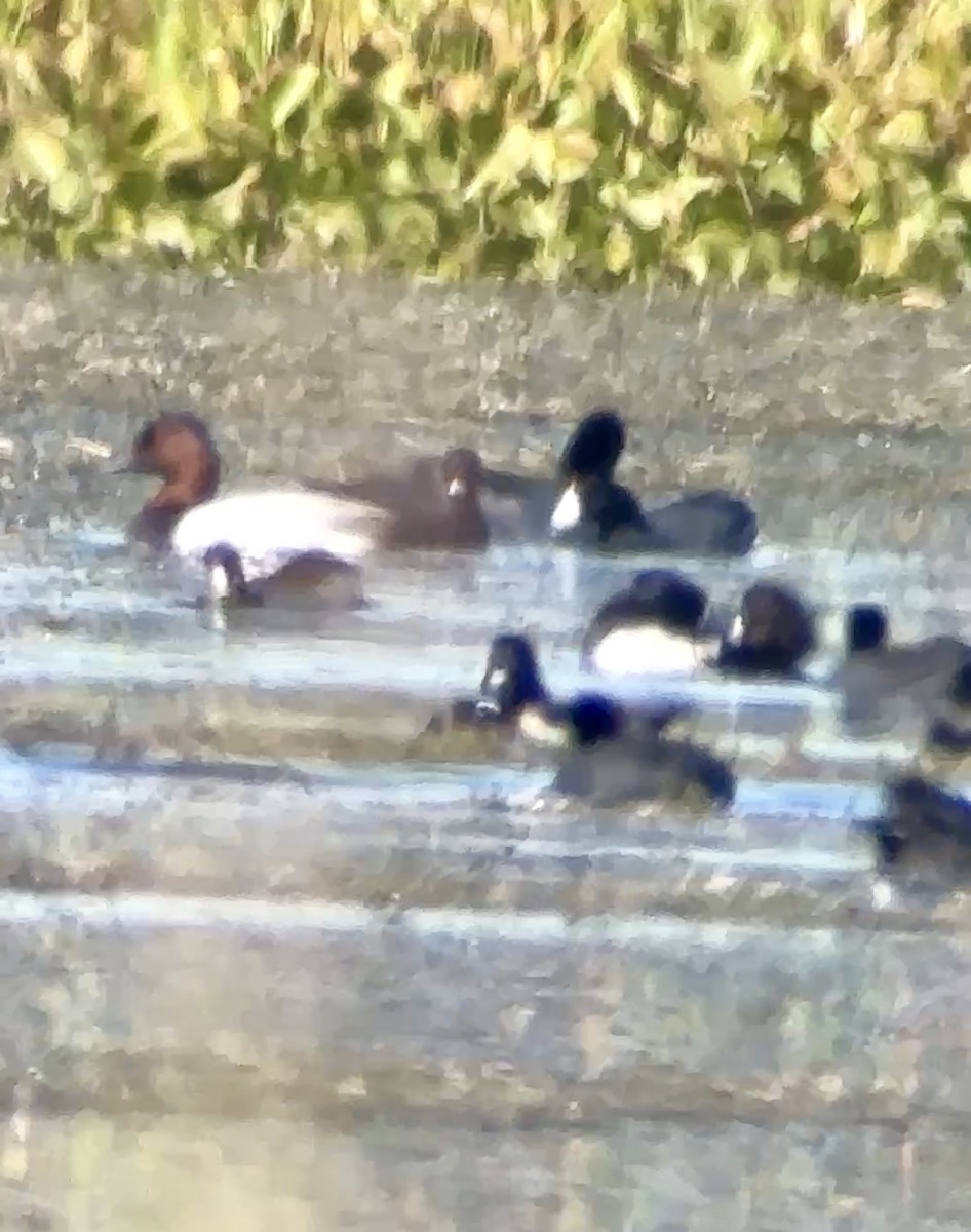 Büyük Elmabaş - ML645281251