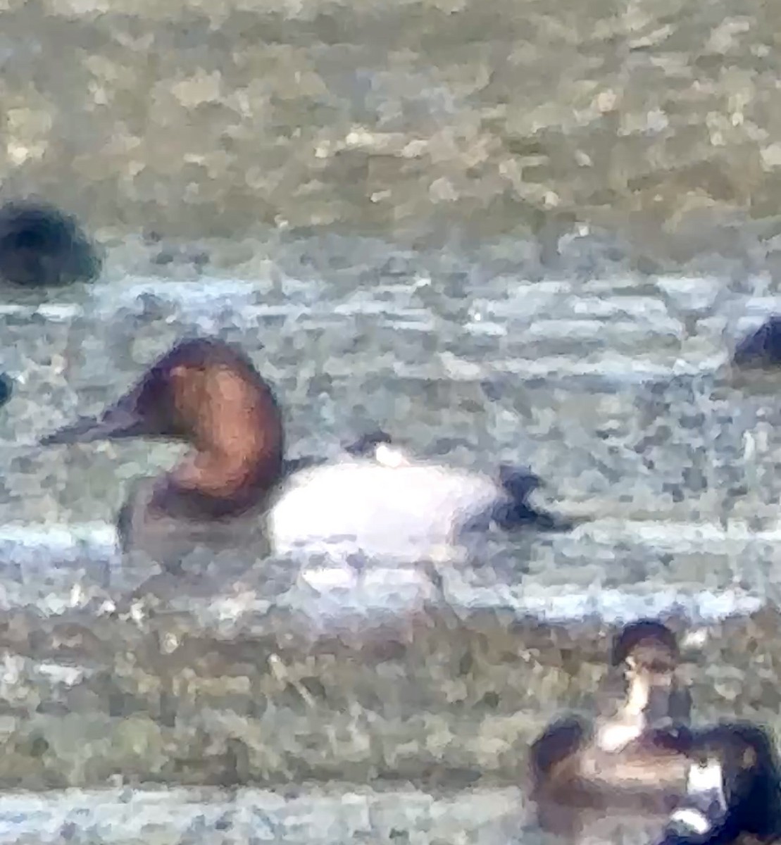 Büyük Elmabaş - ML645281252