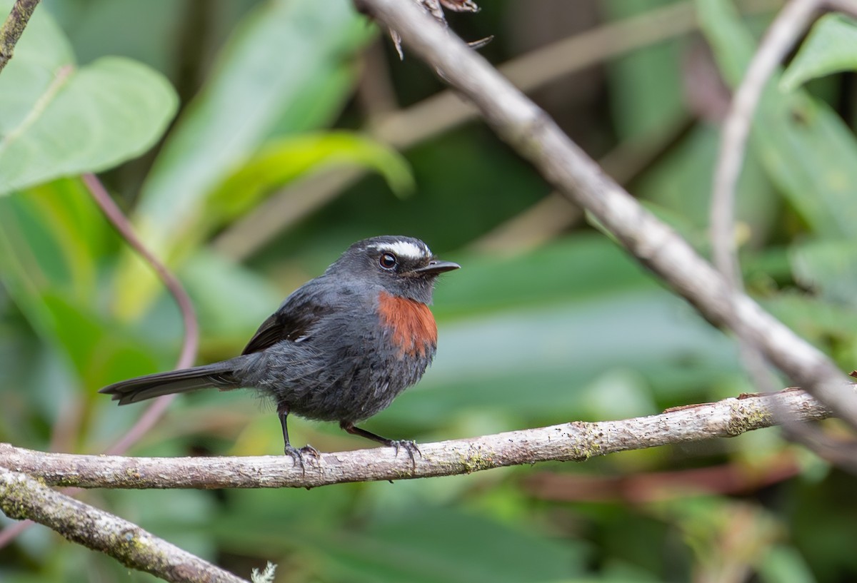 Maroon-belted Chat-Tyrant - ML645281258