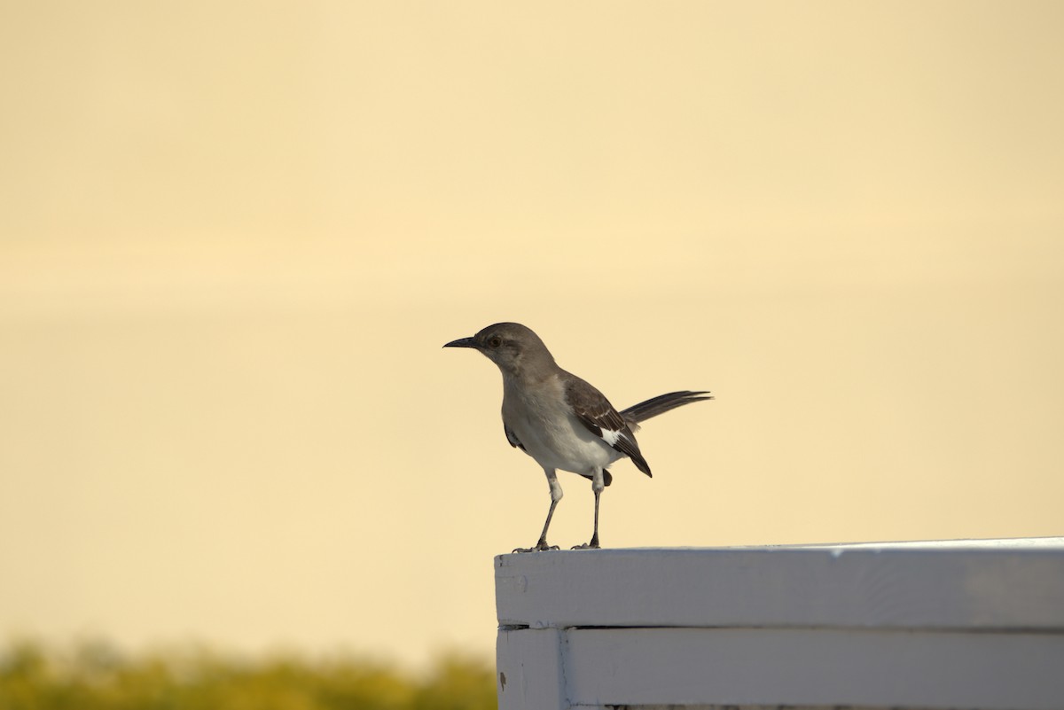Northern Mockingbird - ML645281261