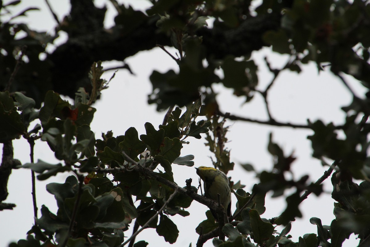 Black-throated Green Warbler - ML645281263