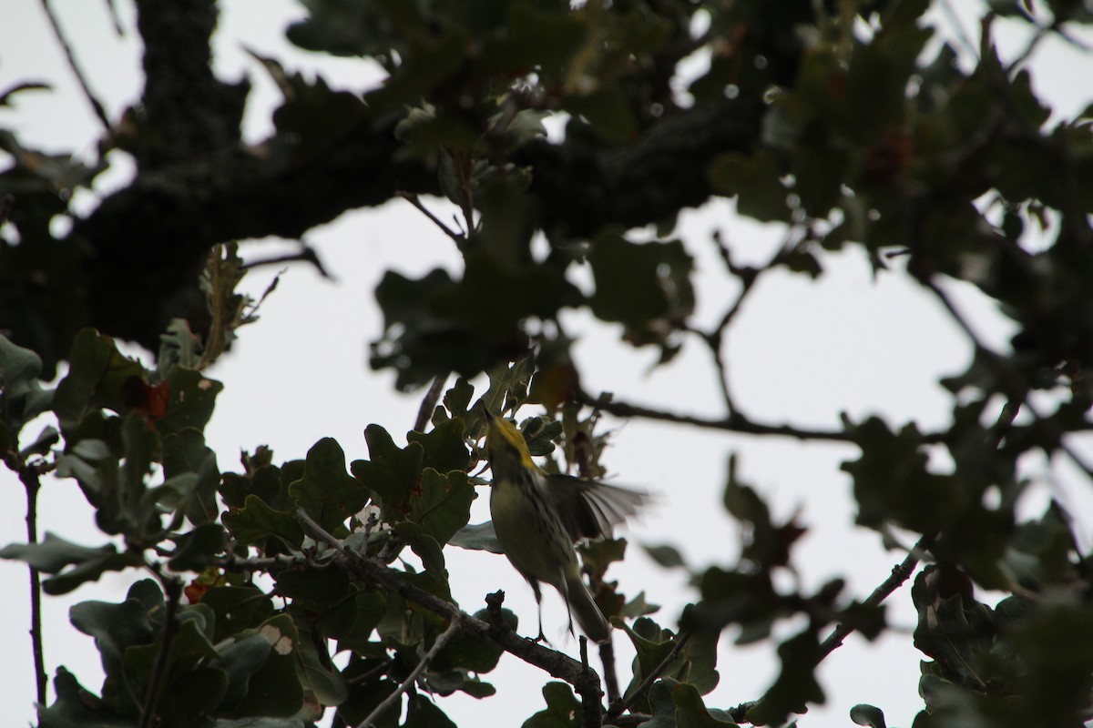 Black-throated Green Warbler - ML645281264